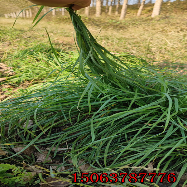 黑麦草草籽批发