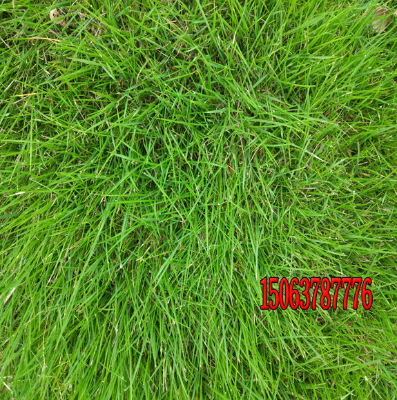 草坪砖内种植草坪种子怎么种？