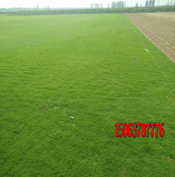 草坪砖内种植草坪种子怎么种？