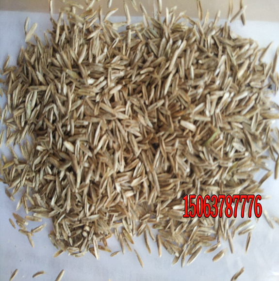 草坪种子不发芽怎么办？
