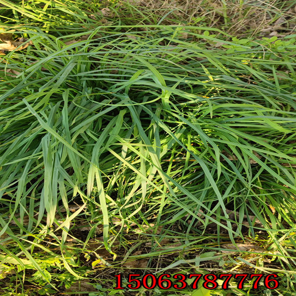 黑麦草草籽什么时候播种