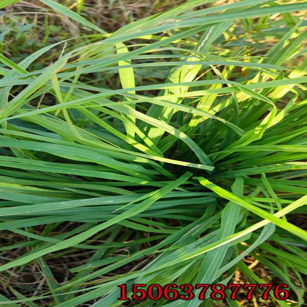 黑麦草草籽发芽