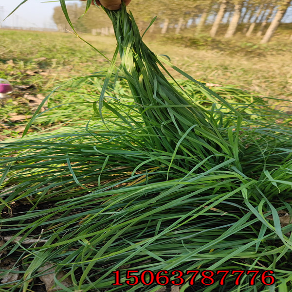 多年生黑麦草草籽价格是多少