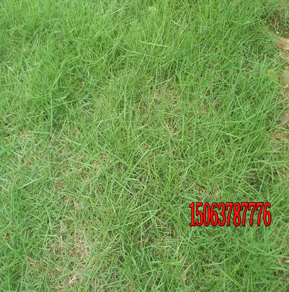 草坪种子是怎么种的？