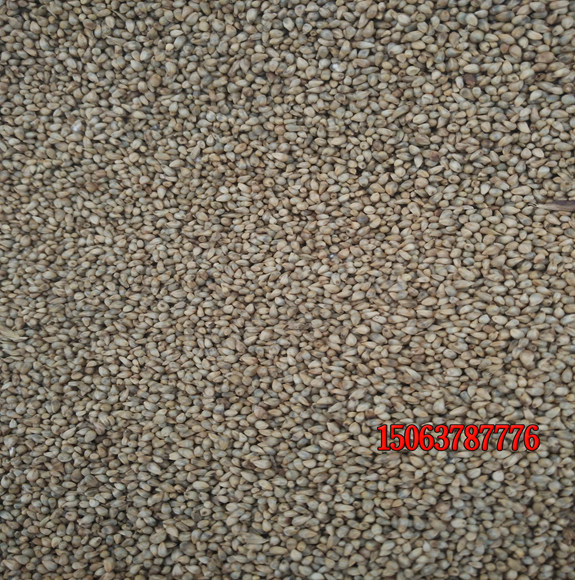 种植一亩草坪需要多少种子？