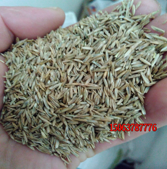 种植一亩草坪需要多少种子？