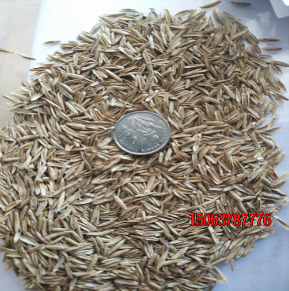 秋冬适合种植什么草坪种子？