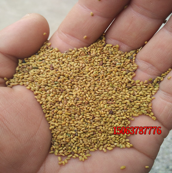 种植草坪用什么草坪种子好？