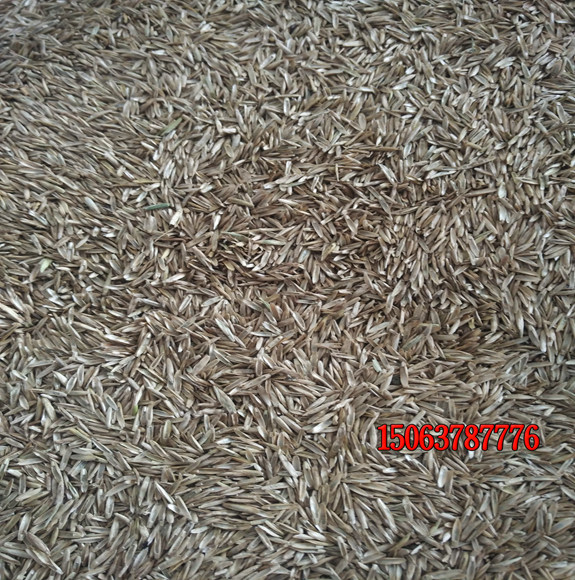 怎样播种草坪种子？