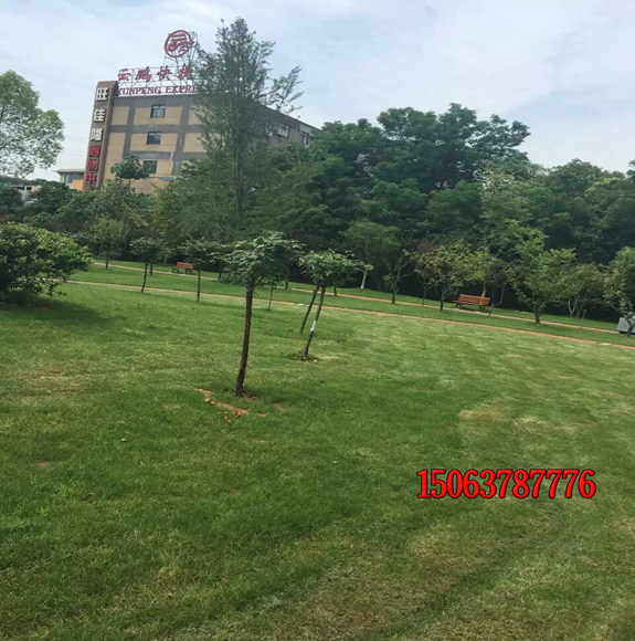 绿化用什么草坪种子好？