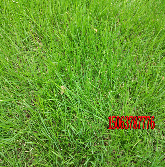 草坪种子什么时间种植好？