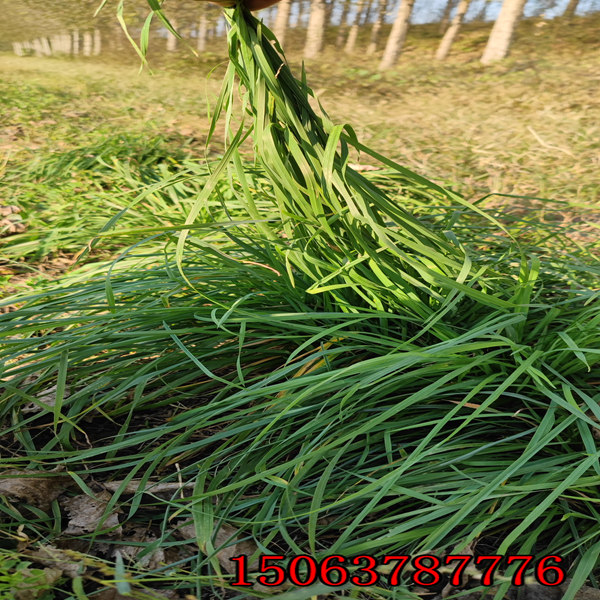 多花黑麦草草籽