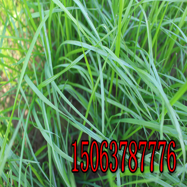 黑麦草草籽撒播在什么季节合适