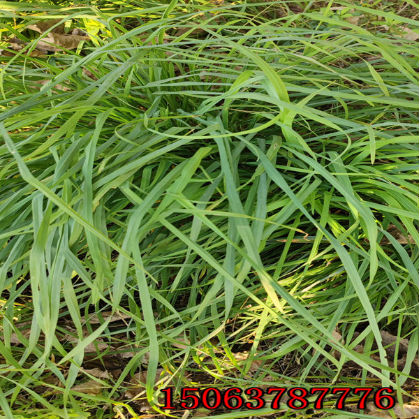 成都黑麦草草籽