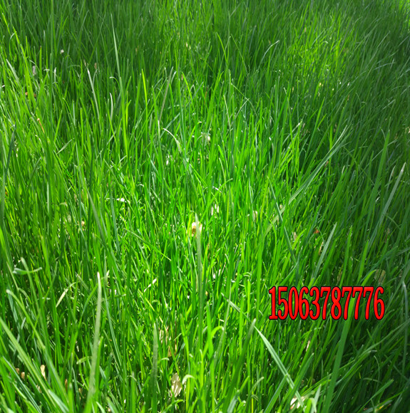夏季种植的草坪种子可以吗？