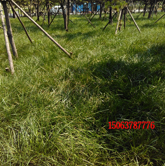 庭院树下可以种植什么草坪种子？