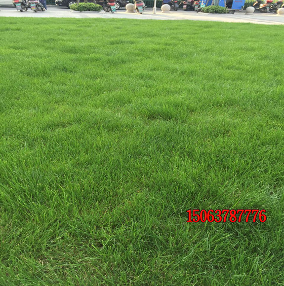 高尔夫草坪种植什么种子好？