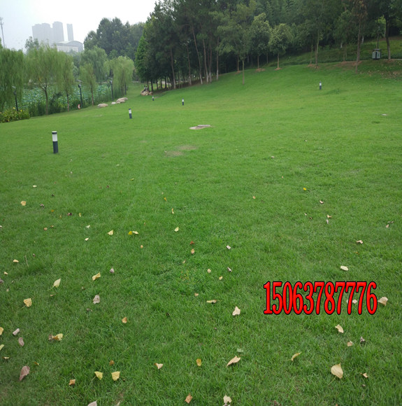 高尔夫草坪种植什么种子好？