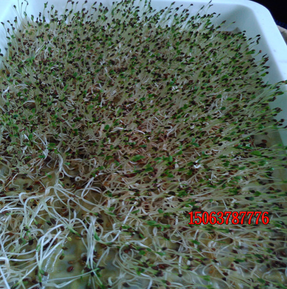 草坪种子撒播后多久能出芽？