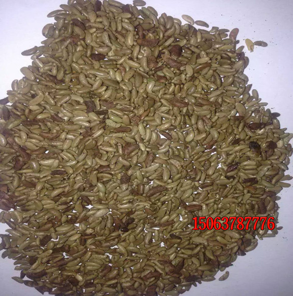 草坪种子怎样种？