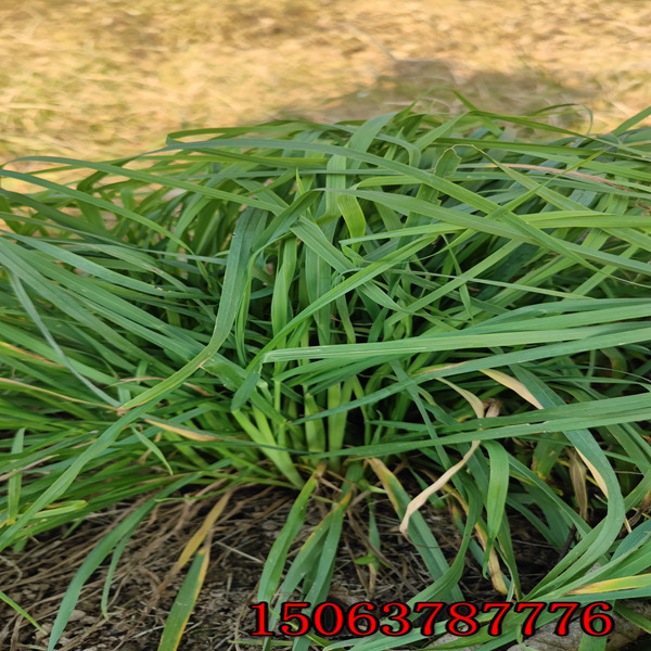 黑麦草草籽十月底播种