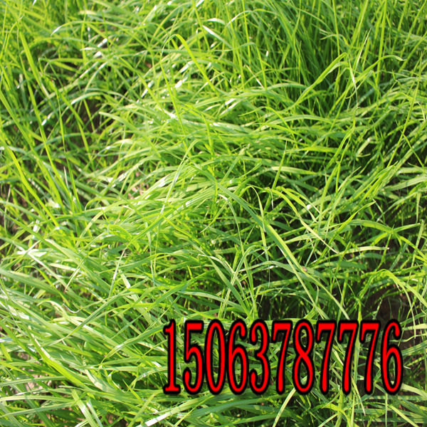 黑麦草草籽 白花三叶草