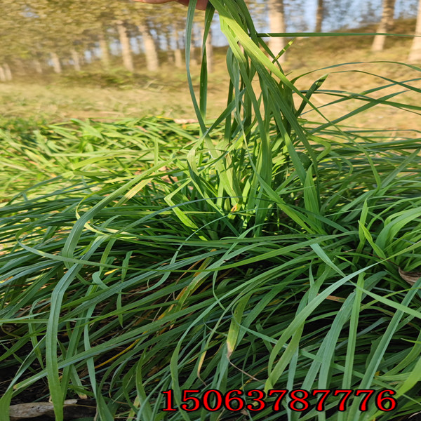 上海什么时候适合撒播黑麦草草籽