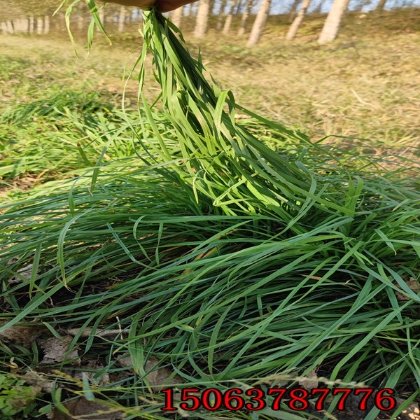 黑麦草草籽什么时候弄