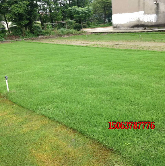 怎样养护狗牙根草坪？