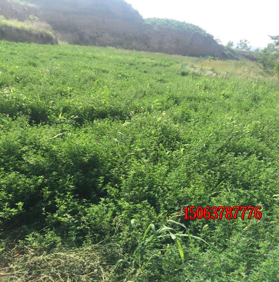 怎样养护狗牙根草坪？