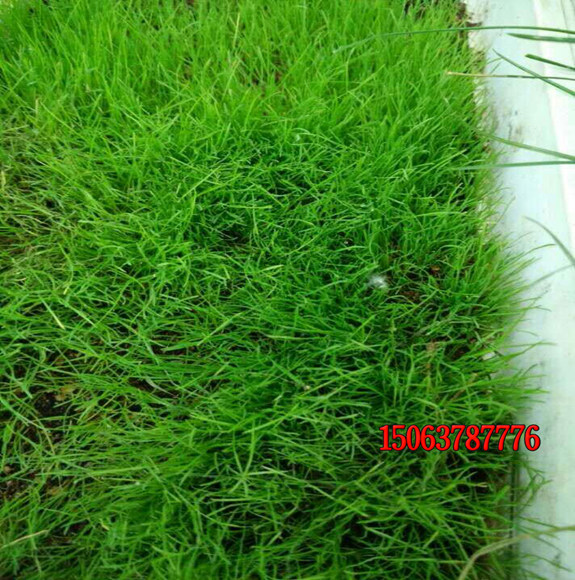 怎样养护狗牙根草坪？