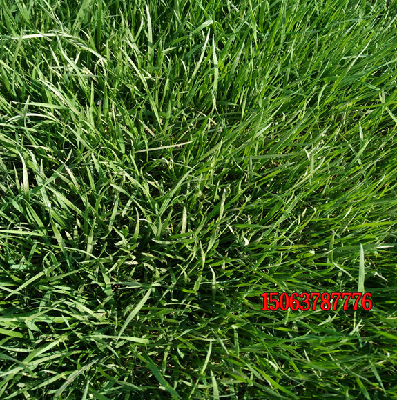 狗牙根草坪草种子冬季可以种植吗？