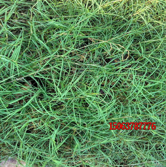 播种狗牙根草籽需要注意哪些问题？