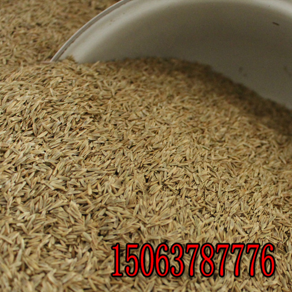 黑麦草草籽什么时候播撒