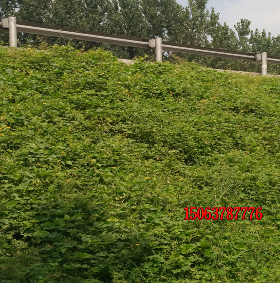 护坡用哪些草籽比较好？