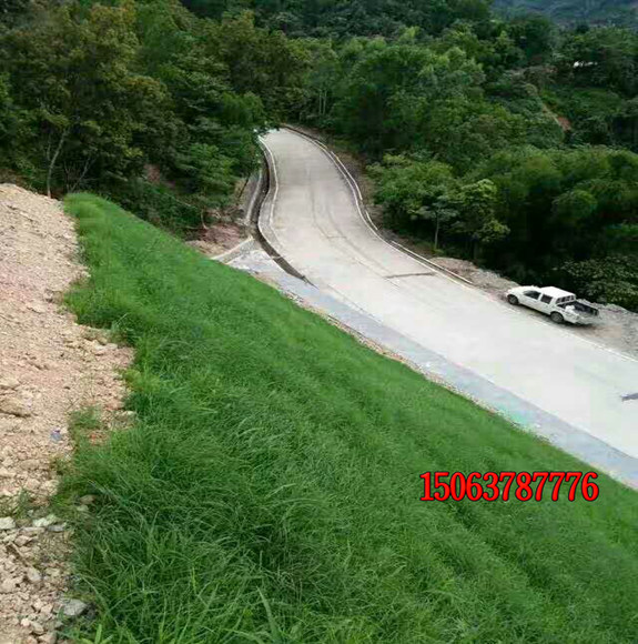 池塘边护坡应该选择哪种护坡草？