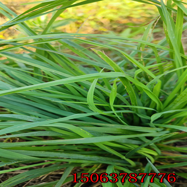 高羊茅黑麦草草籽多少钱一斤
