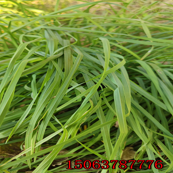 黑麦草种子一斤