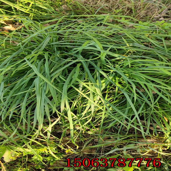 宁夏黑麦草种子批发