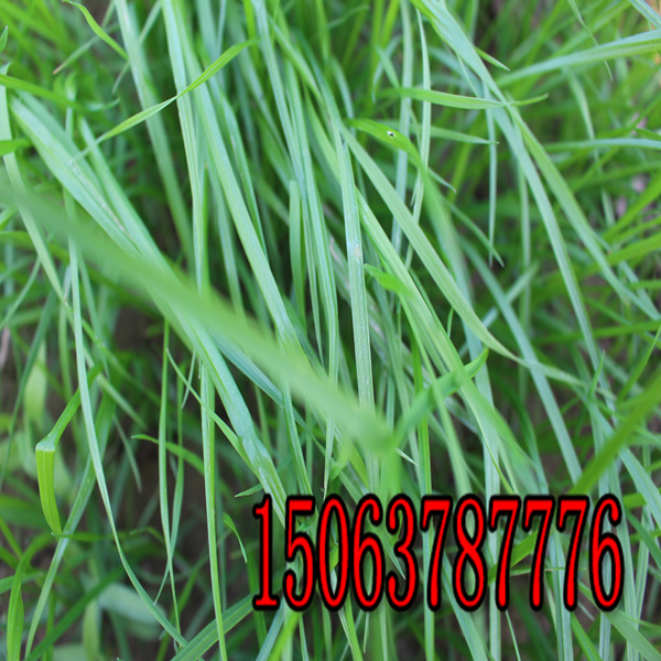 买黑麦草种子哪家好