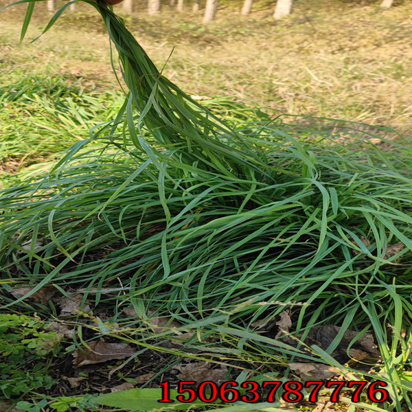 一亩田要用多少斤黑麦草种子