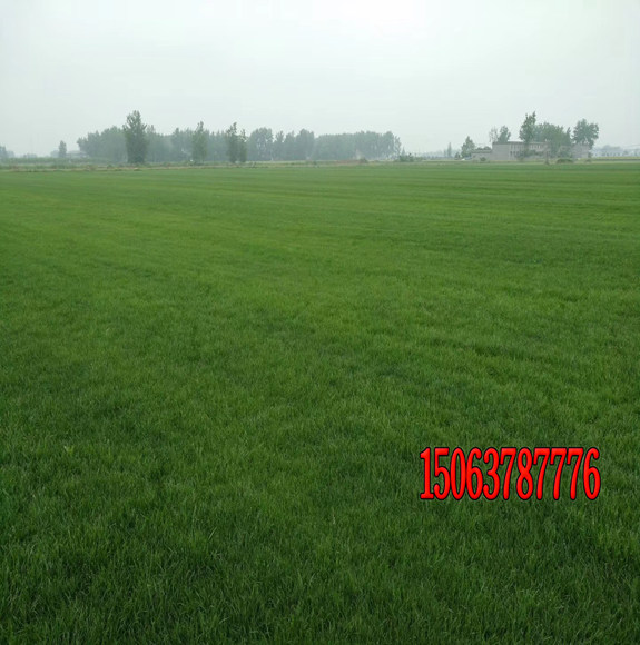 公园播种草坪适合用什么种子？