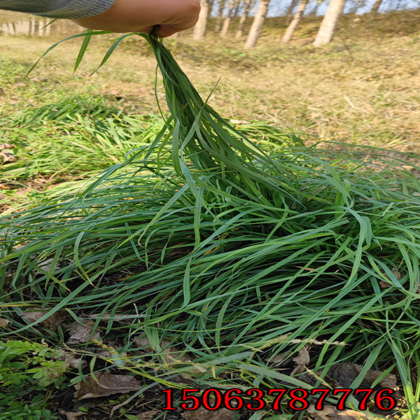 山东哪里有卖黑麦草种子