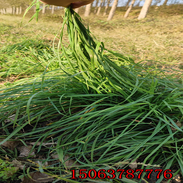 黑麦草种子存放
