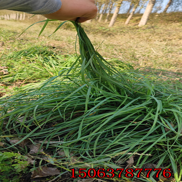 墨西哥黑麦草种子价格