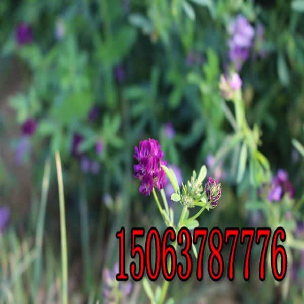 一斤苜蓿草籽种几亩地