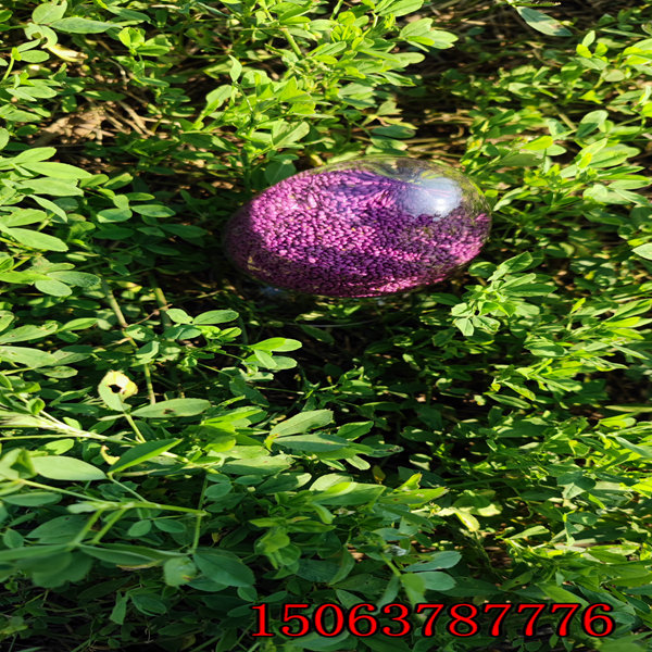 紫花苜蓿草籽怎么种