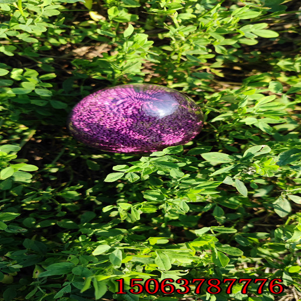 紫花苜蓿草籽如何种植的