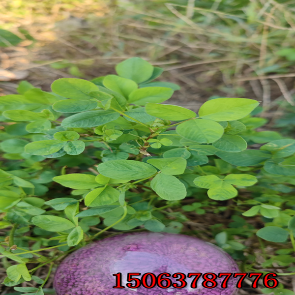 熬汉的紫花苜蓿草籽