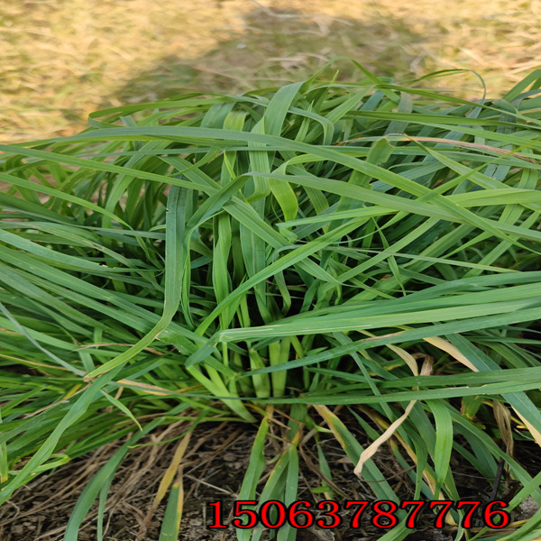 草坪用草种子批发